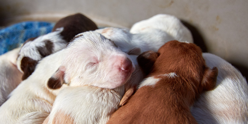 Reproduction et stérilisation des chiens et chats. Au printemps, attention aux portées non désirées …