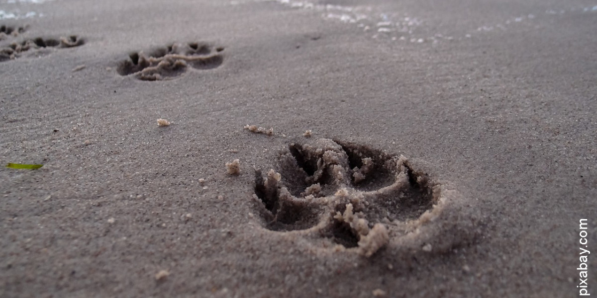Amener son chien à la plage en toute sérénité !