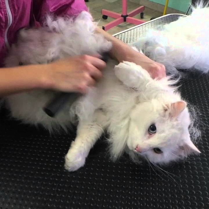 TOILETTAGE DU CHAT