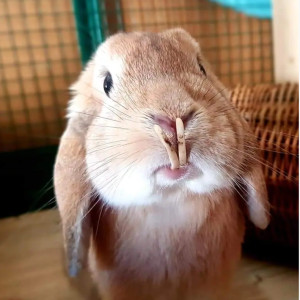 Les maladies dentaires du lapin, vous connaissez ?
