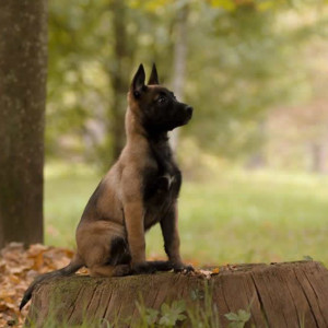 L éducation du chiot