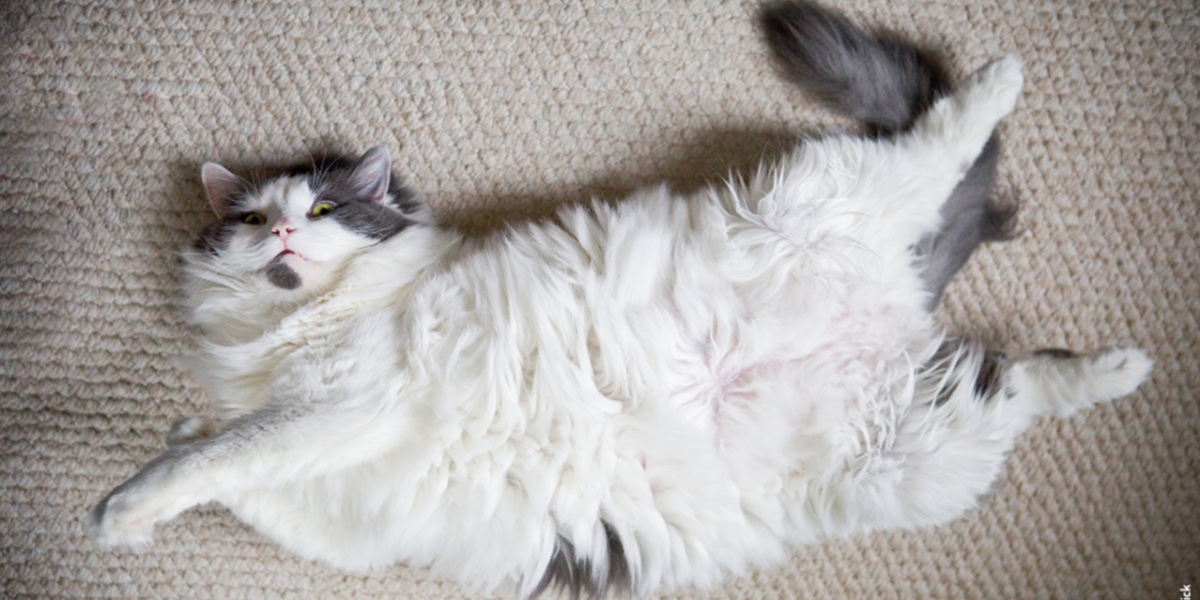 L’OBÉSITÉ CHEZ LE CHAT