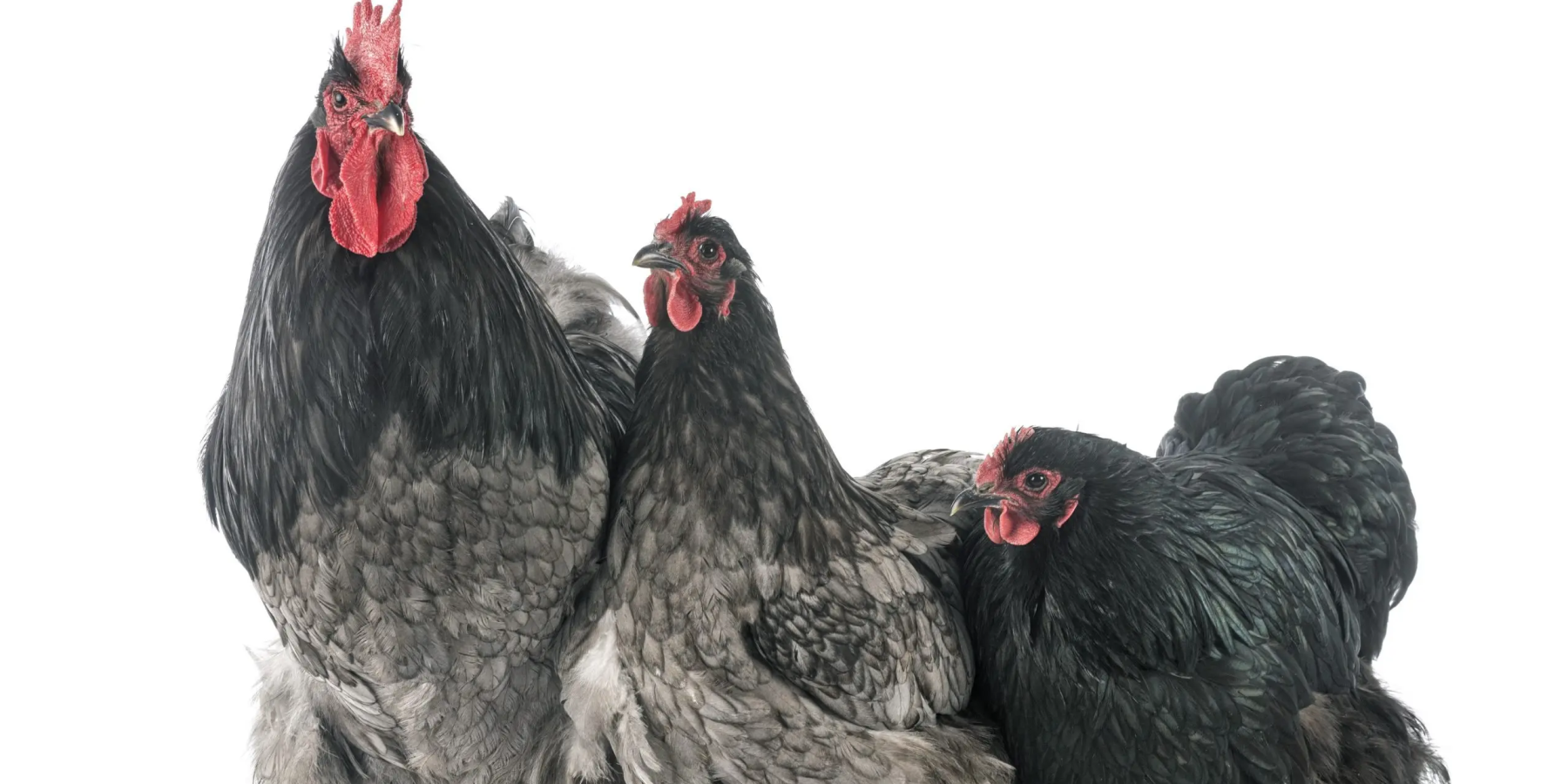 Comment prendre bien soin de votre poule !