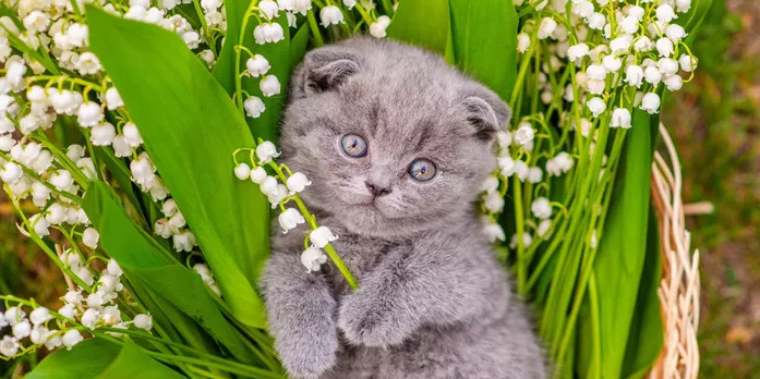 Le muguet, porte-bonheur des humains, ennemi de nos animaux de compagnie.