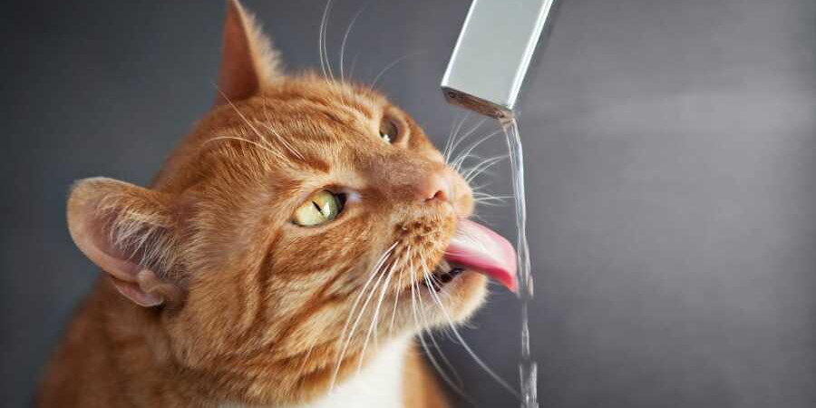 L'insuffisance rénale chez le chat