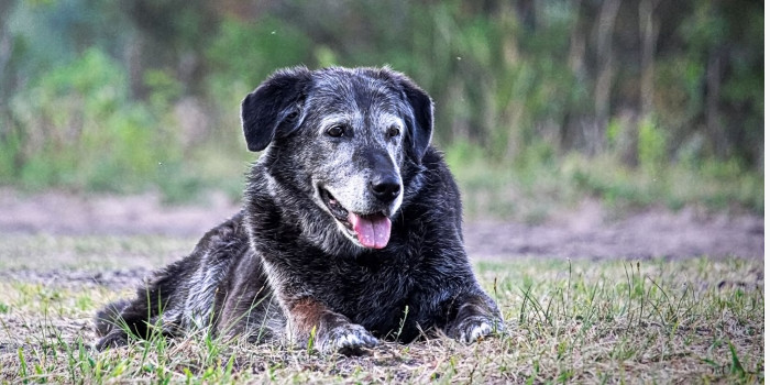Mon animal souffre-t-il ?
