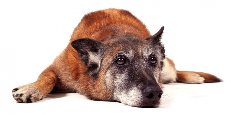 L'arthrose chez le chat et le chien