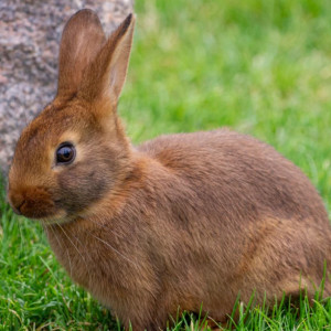 La phéromone apaisante du lapin