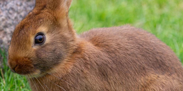 La phéromone apaisante du lapin