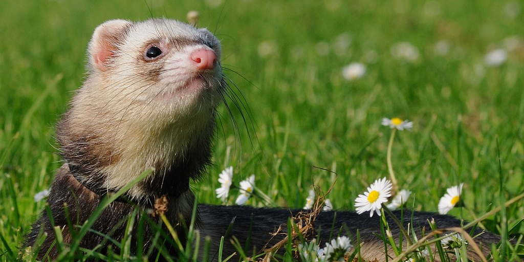 Prendre soin de mon furet