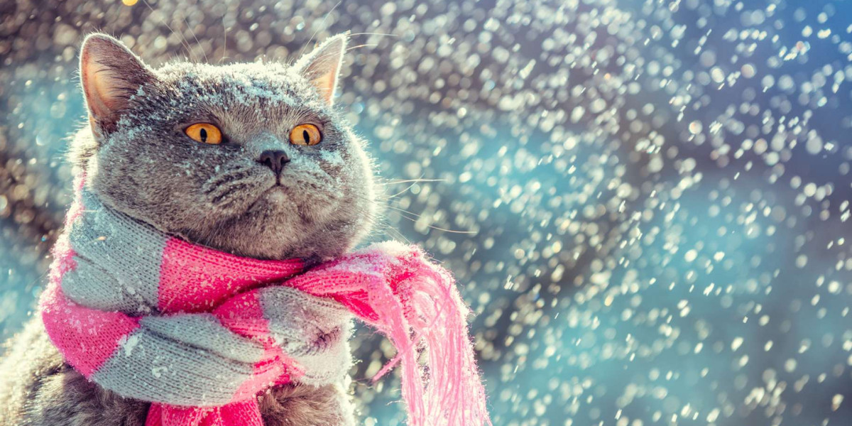 Le froid et vos animaux de compagnie : le guide pour un hiver serein !