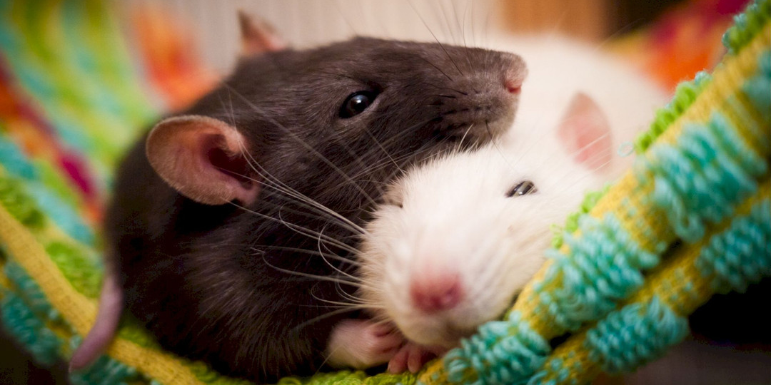 Comment prendre bien soin de votre… rat !