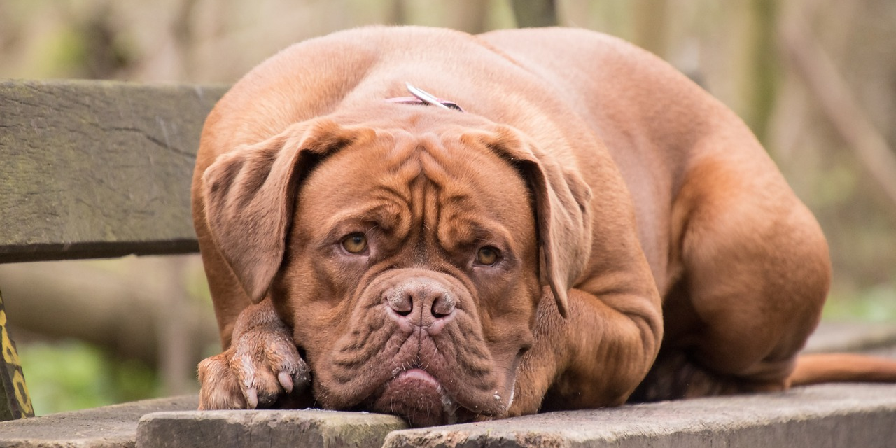 La vaccination des carnivores domestiques