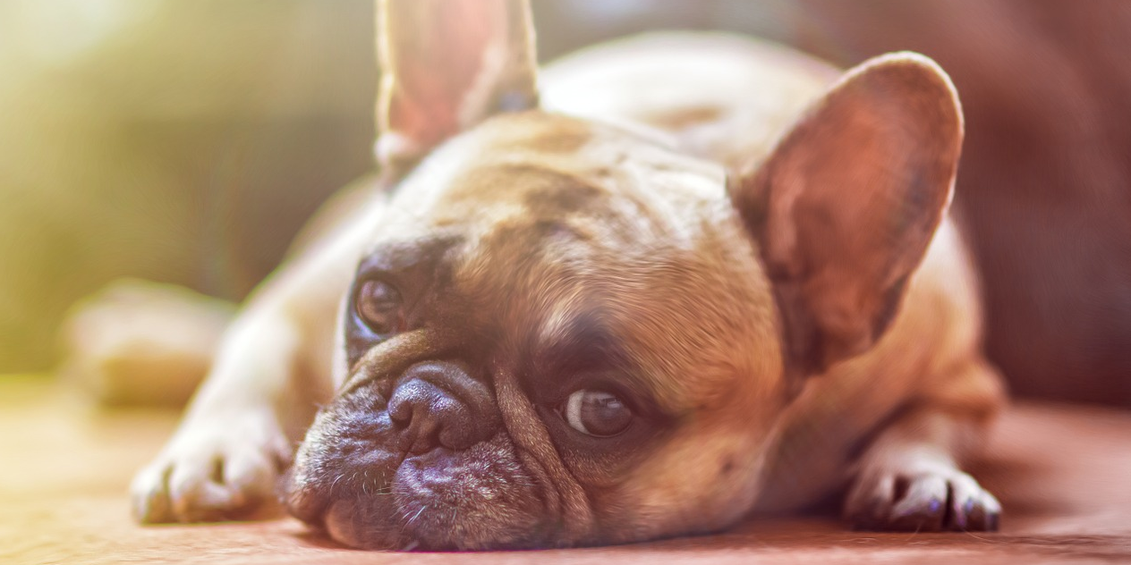 L'identification des animaux domestiques