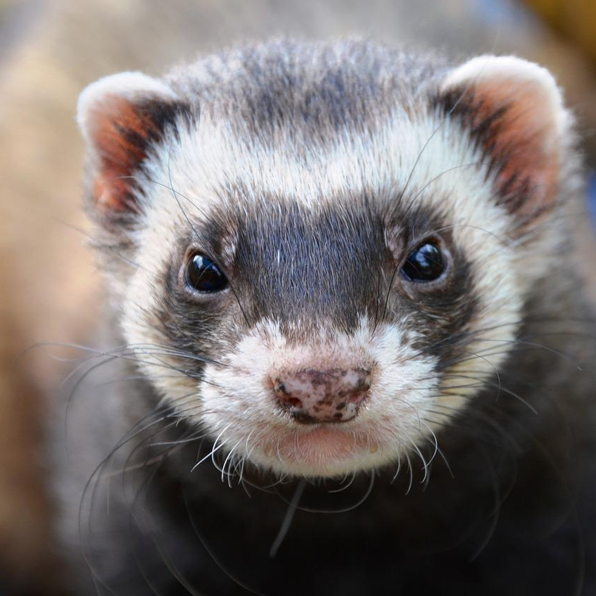 Prendre soin de mon furet