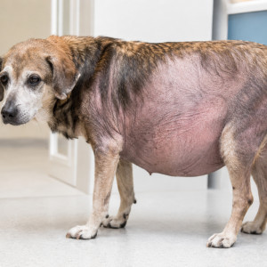 L’HYPERCORTICISME CHEZ LE CHIEN : QUAND LES HORMONES S’EMBALLENT