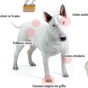 La leishmaniose du chien