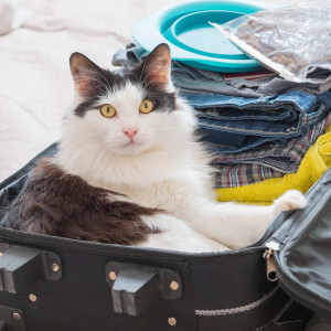Les vacances avec mon animal de compagnie