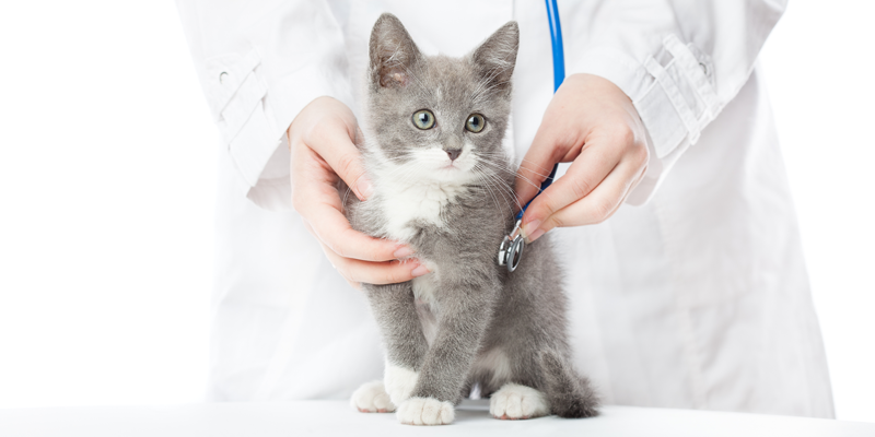 L'importance de la vaccination