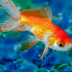 Prendre soin de son poisson rouge