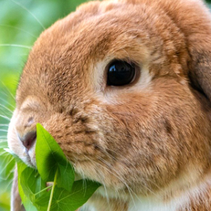 La maladie hémorragique du Lapin