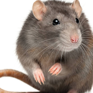 Prendre soin de son rat