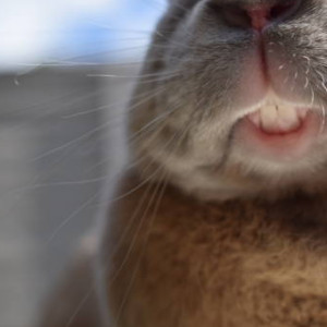 Les maladies dentaires du Lapin