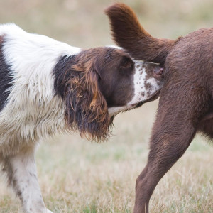 La castration de mon chien
