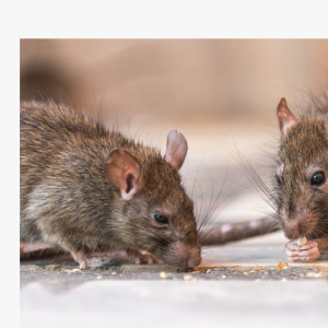 Les masses mammaires du Rat