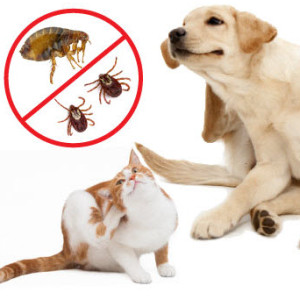 Les parasites externes