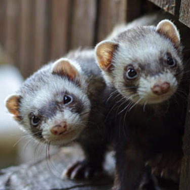 PRENDRE SOIN DE SON FURET