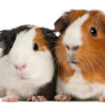 BIEN PRENDRE SOIN DE VOTRE COCHON D INDE