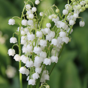 Le danger du muguet