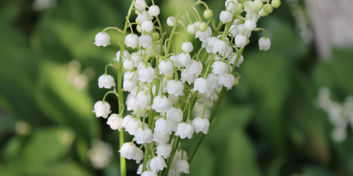 Le danger du muguet
