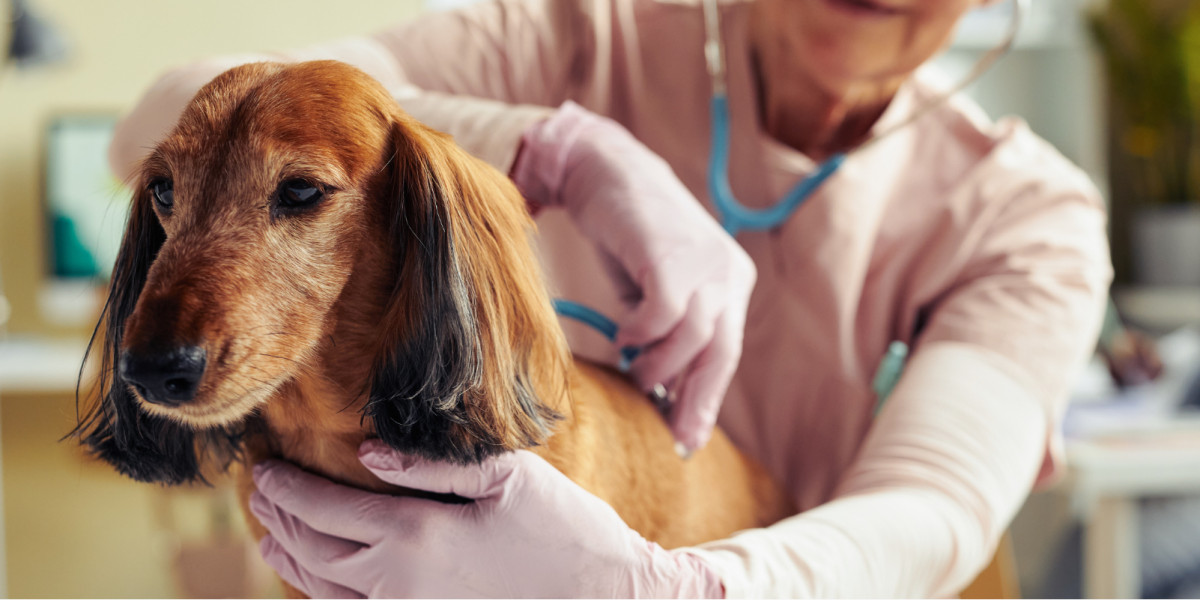 L’anesthésie chez le chien et le chat senior : Ce qu’il faut savoir pour des soins en toute sécurité