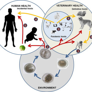 Infestations par les endoparasites chez le chien et le chat : risques et prévention