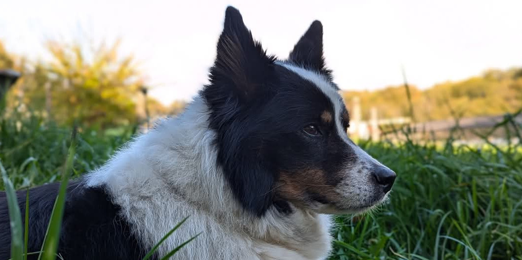 Hommage à Iloha, notre chère mascotte