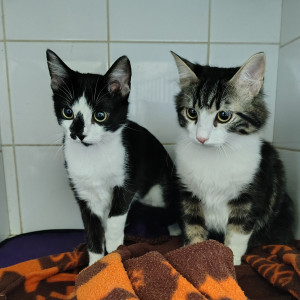 Comment favoriser une vie harmonieuse entre plusieurs chats ?