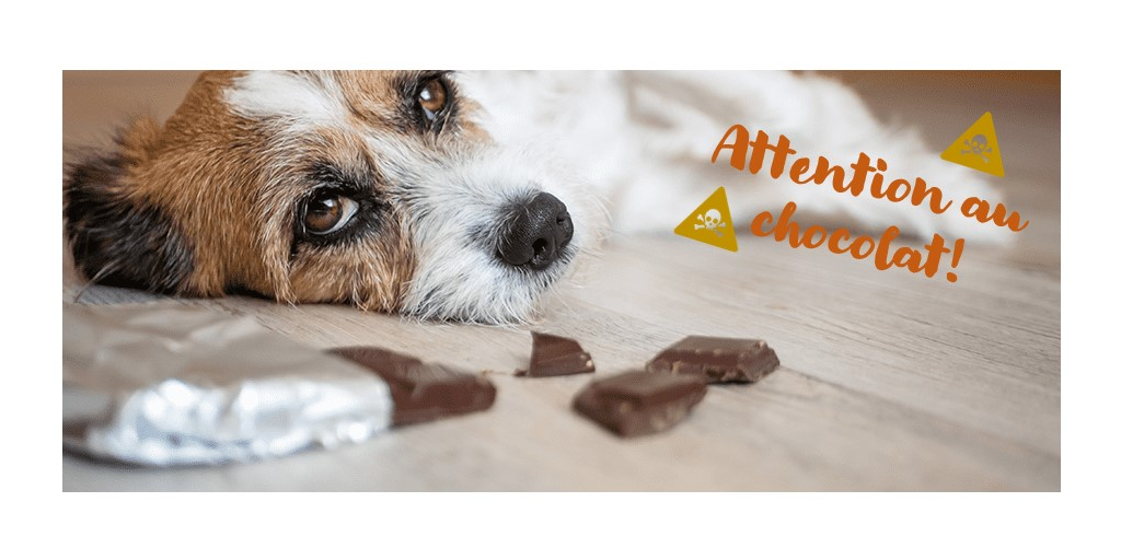EMPOISONNEMENT AU CHOCOLAT CHEZ LE CHIEN