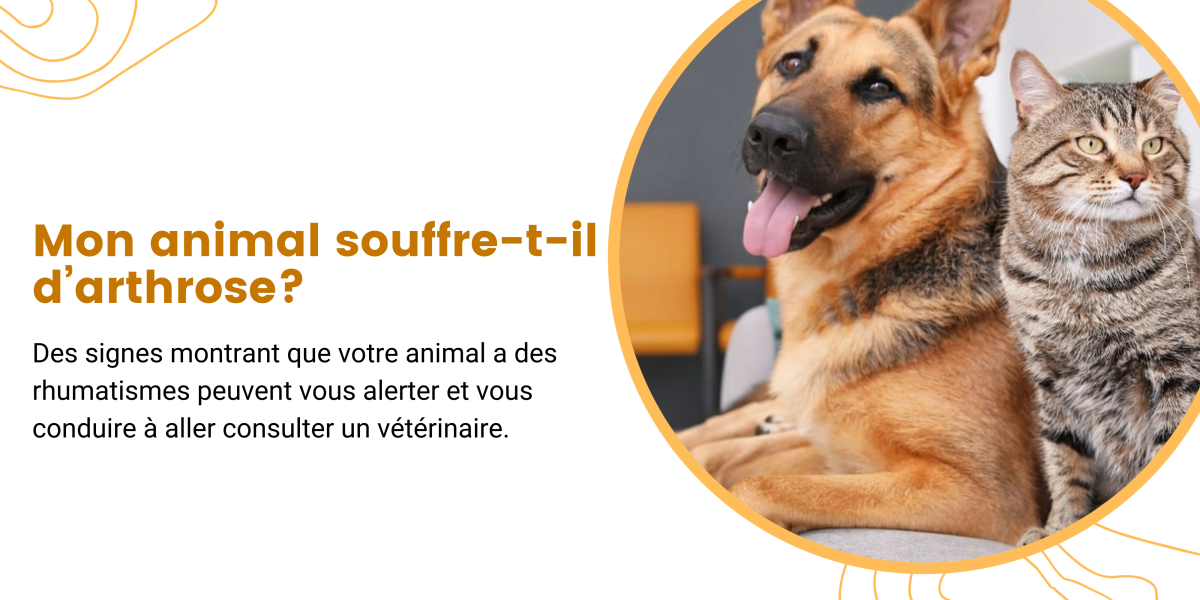 L'arthrose chez le chat et le chien