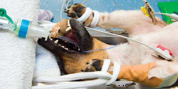 🩺 Anesthésie vétérinaire : votre animal entre de bonnes mains