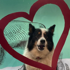 Hommage à Iloha, notre chère mascotte