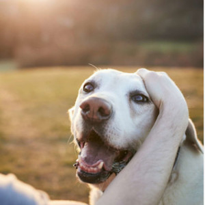 🐶 Mon vieux chien « perd la tête » : que se passe-t-il et que faire ?