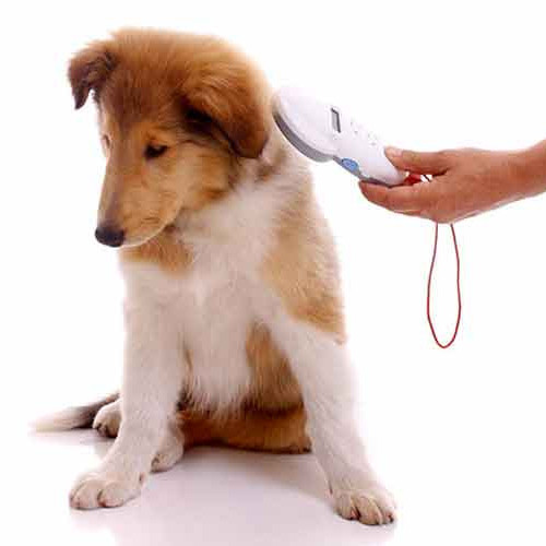 IDENTIFICATION DES CARNIVORES DOMESTIQUES : CHIENS, CHATS, FURETS.