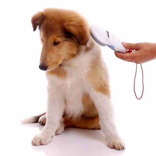 📑Tout savoir sur l'identification des animaux de compagnie
