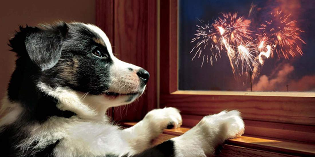 💣FEUX D'ARTIFICES : comment aider nos chiens et chats