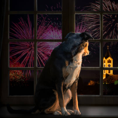 💣FEUX D'ARTIFICES : comment aider nos chiens et chats