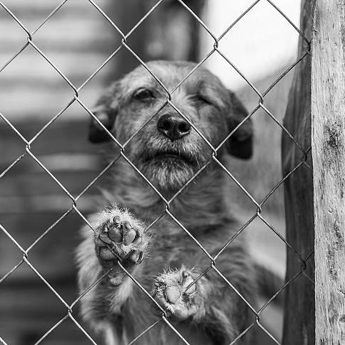 🌎 Journée Internationale du Chien Errant 🌍