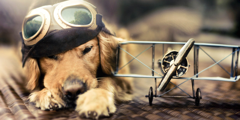 ✈️ VOYAGER AVEC SON ANIMAL DE COMPAGNIE