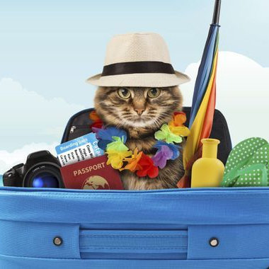 ✈️ VOYAGER AVEC SON ANIMAL DE COMPAGNIE